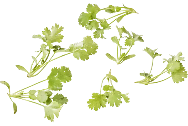 Koriander cress 20gr stuk
